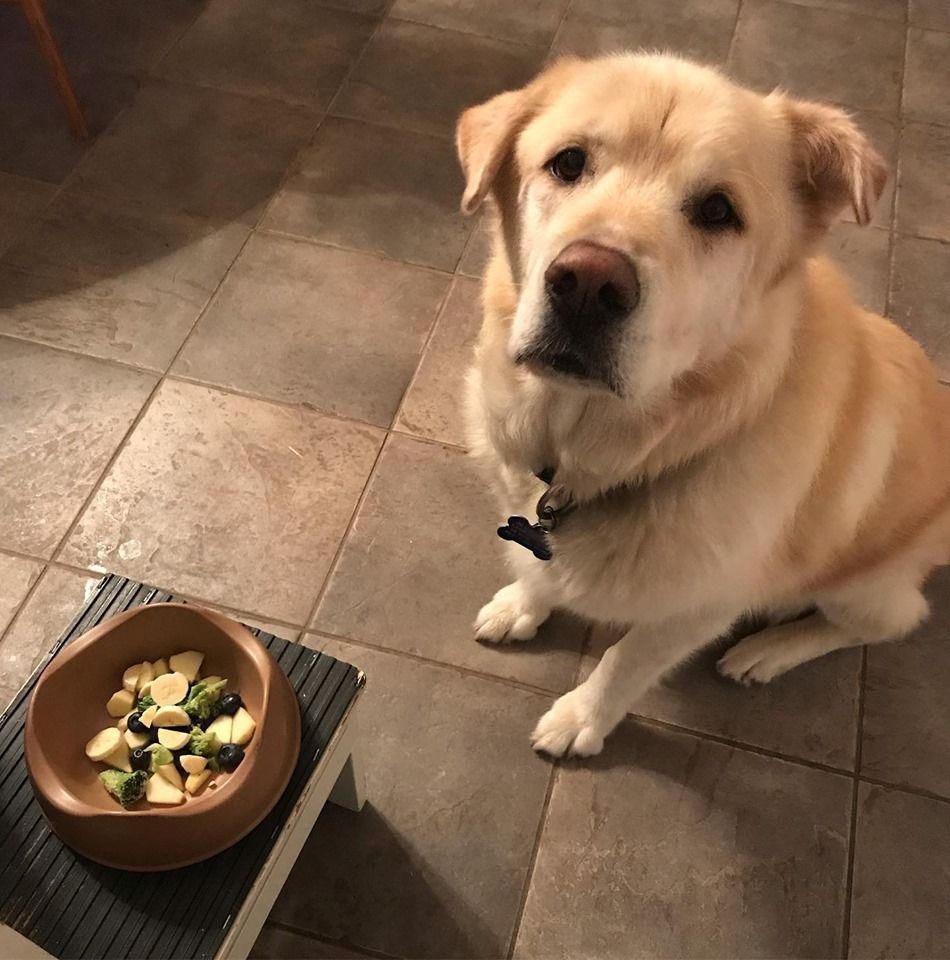 This Very Good Boy Just Lost 100 Pounds