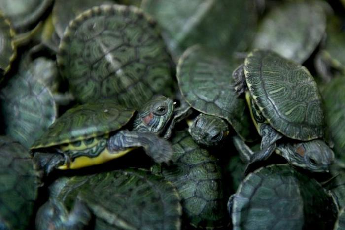 The vast crackdown on illegal wildlife smuggling took place in 109 countries, with police seizing nearly 10,000 turtles and tortoises