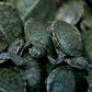 The vast crackdown on illegal wildlife smuggling took place in 109 countries, with police seizing nearly 10,000 turtles and tortoises