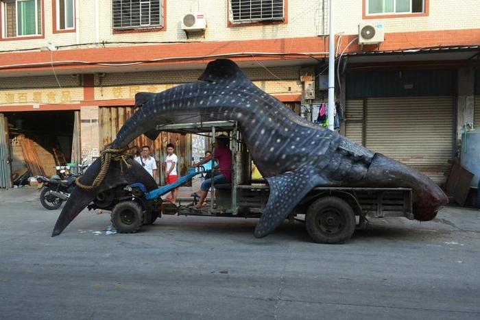 Upwards of 100 million sharks are fished every year, mainly for their valuable fins, which can fetch as much as $1,000 per kilo