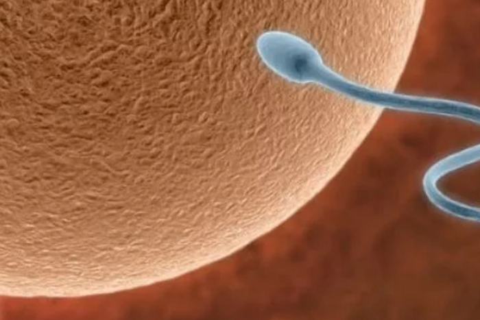 Men, these foods are to be avoided if you and your partner are planning for a baby!