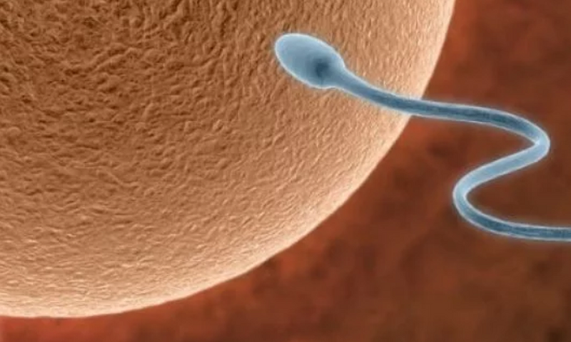 Men, these foods are to be avoided if you and your partner are planning for a baby!