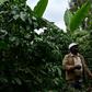 Biogas bounty: Kenyan farmer Josphat Muchiri looks at his flourishing coffee trees -- their harvest has doubled thanks to fertiliser from his cow-dung biodigester, he says