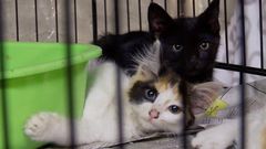 'The Cat Rescuers' review: A portrait of New York's street cats and their loyal humans