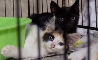 'The Cat Rescuers' review: A portrait of New York's street cats and their loyal humans