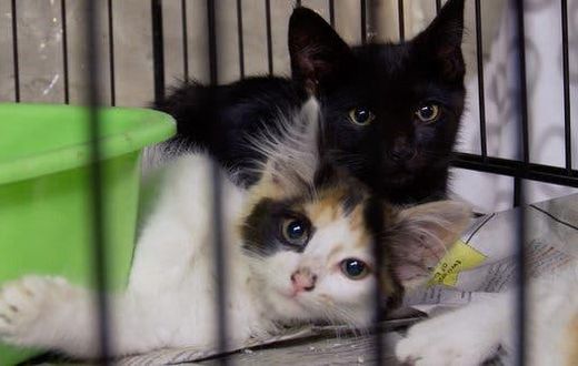 'The Cat Rescuers' review: A portrait of New York's street cats and their loyal humans