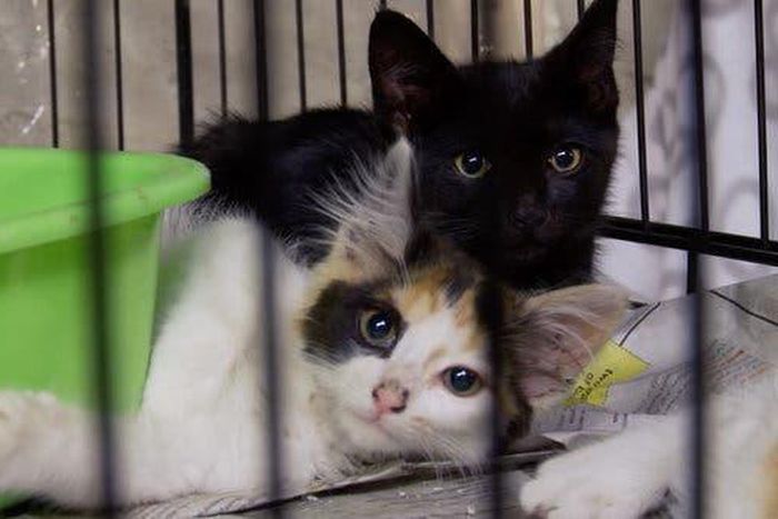 'The Cat Rescuers' review: A portrait of New York's street cats and their loyal humans