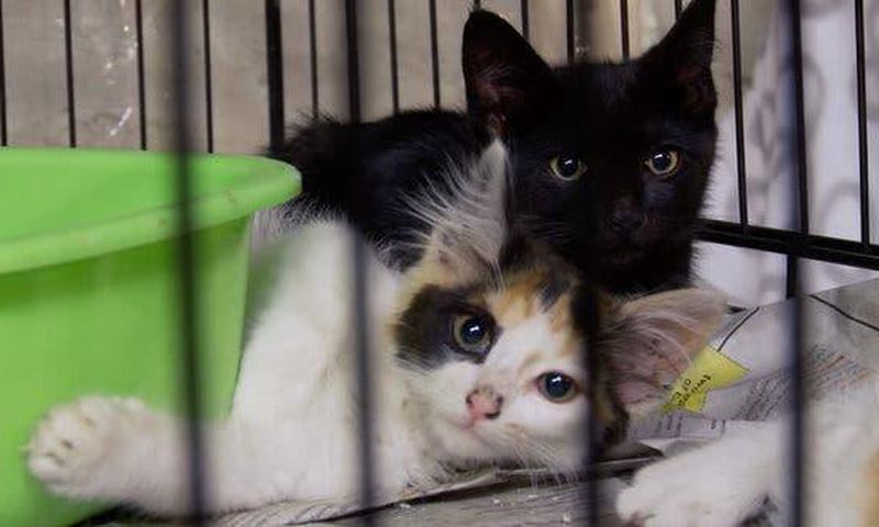 'The Cat Rescuers' review: A portrait of New York's street cats and their loyal humans