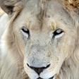 'Canned hunting’ involves the hunt for wild animals that are kept in an area from which they cannot escape, with some animals even bred for such commercial operations