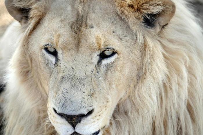 'Canned hunting’ involves the hunt for wild animals that are kept in an area from which they cannot escape, with some animals even bred for such commercial operations