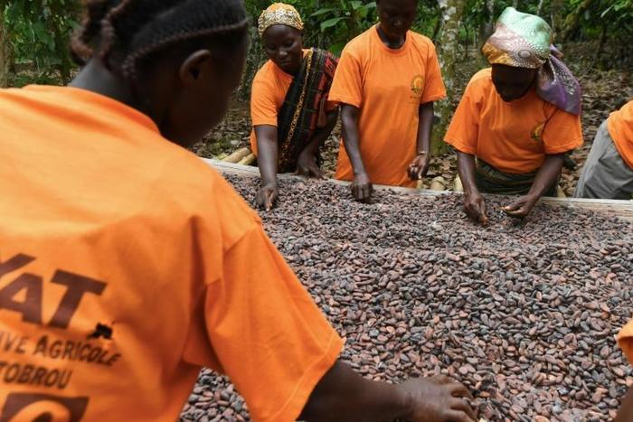 Ivory Coast and Ghana together produce 60 percent of the world's cocoa