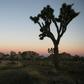 Joshua Tree National Park, pictured in January 2019, is home to the greatest concentration of Joshua trees