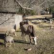 A deal to use a Chinese broker for wool and mohair exports has prompted uproar in the mountain kingdom of Lesotho