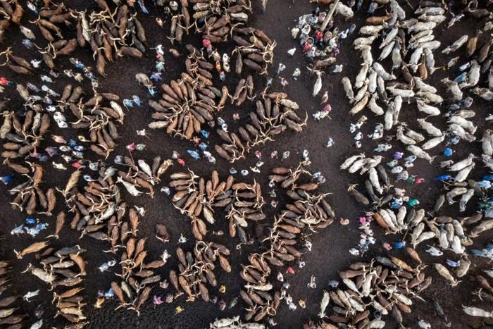 Terminus: Thousands of cattle are trucked to Agege market in Lagos each week to meet spiralling demand for beef