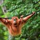 Five-year-old primate Elaine was one of two critically endangered Sumatran Orangutans released back into the wild