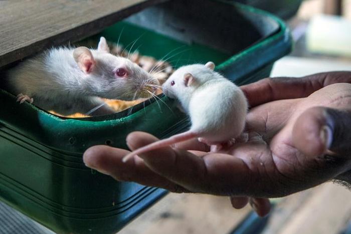 A study in the journal Nature found that restricting the intake of an amino acid found in red meat and eggs slowed the growth of cancerous tumours in mice