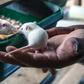 A study in the journal Nature found that restricting the intake of an amino acid found in red meat and eggs slowed the growth of cancerous tumours in mice