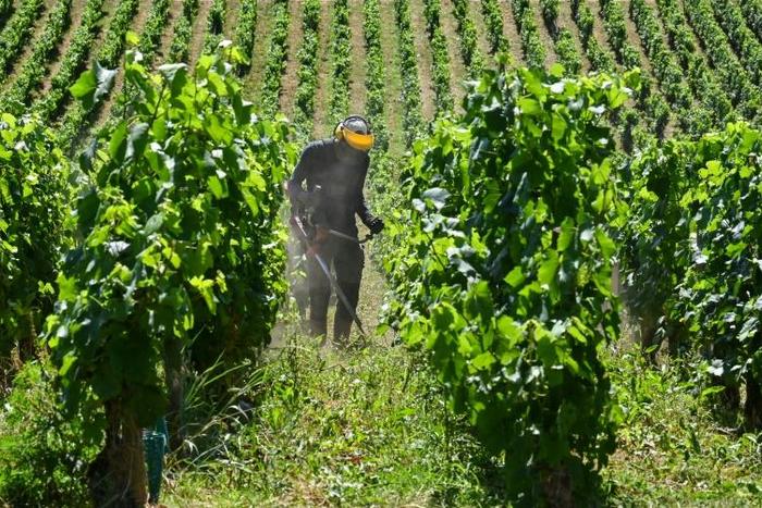 Unfavourable weather conditions hit the flowering of the vine