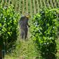 Unfavourable weather conditions hit the flowering of the vine