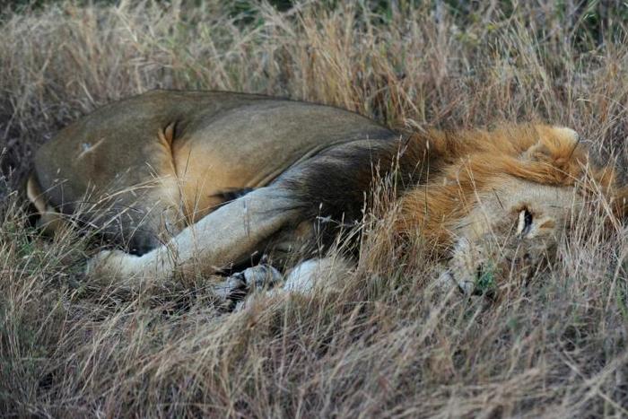 A pride of 14 lions is on the loose near a mining community bordering South Africa's Kruger National Park