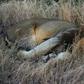 A pride of 14 lions is on the loose near a mining community bordering South Africa's Kruger National Park