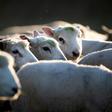 A flock of sheep are herded up a road in Ashburton, New Zealand, where rustling has become so prevalent that authorities have introduced new penalties of up to 10 years in jail