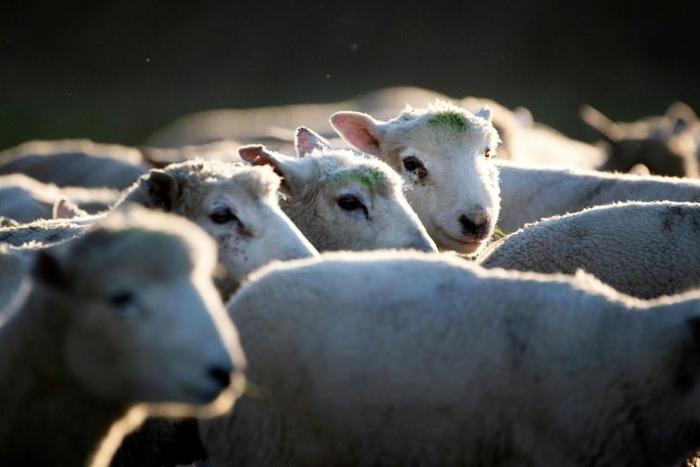 A flock of sheep are herded up a road in Ashburton, New Zealand, where rustling has become so prevalent that authorities have introduced new penalties of up to 10 years in jail