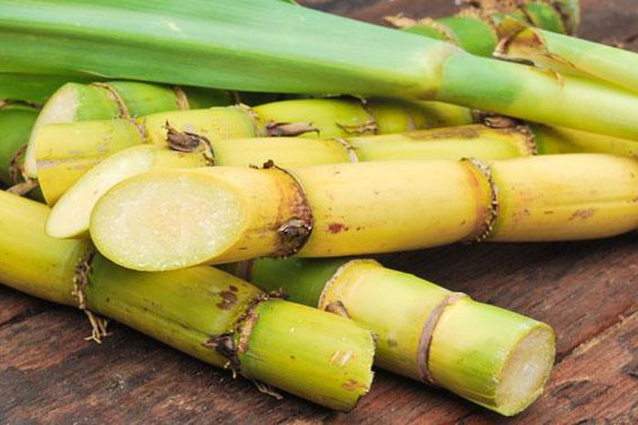 Sugar cane (Credit - Miele Ireland)