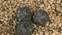 Locust beans popularly called Dawadawa (Credit - Feedipedia)