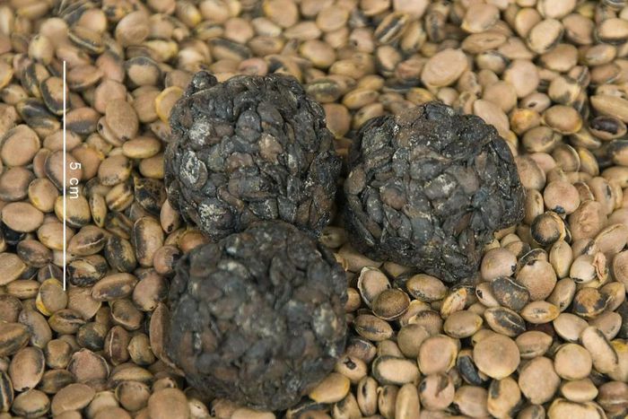 Locust beans popularly called Dawadawa (Credit - Feedipedia)