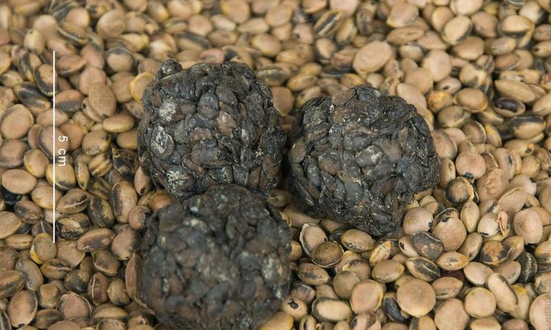 Locust beans popularly called Dawadawa (Credit - Feedipedia)