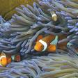 The study found that severe marine heatwaves can potentially kill coral in a matter of days or weeks