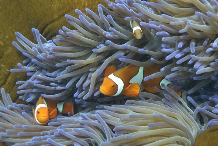 The study found that severe marine heatwaves can potentially kill coral in a matter of days or weeks