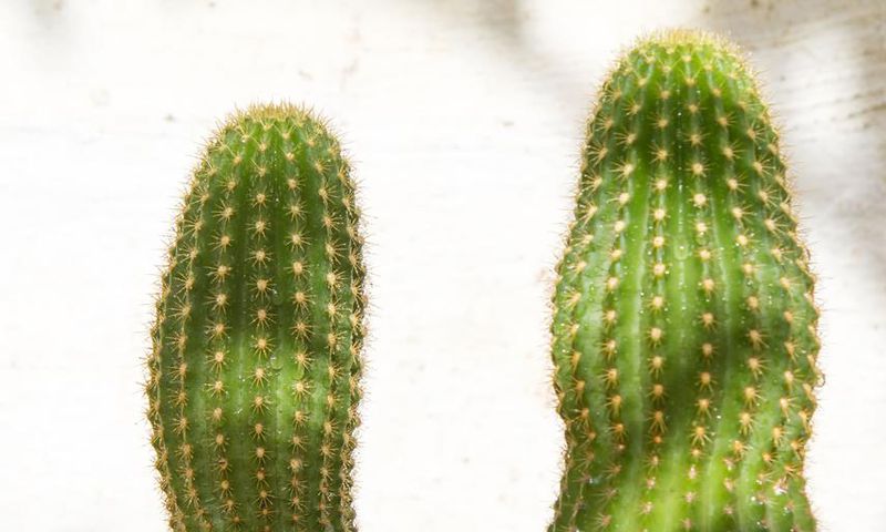 Does Penis Size (and Shape) Really Matter?