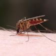 Mosquito bites