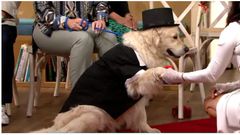 Lady gets fed up with men, marries dog on live TV after 4 engagements failed