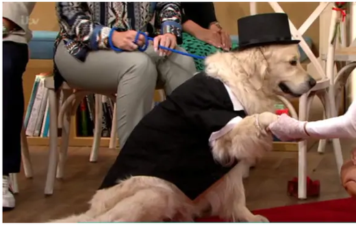 Lady gets fed up with men, marries dog on live TV after 4 engagements failed