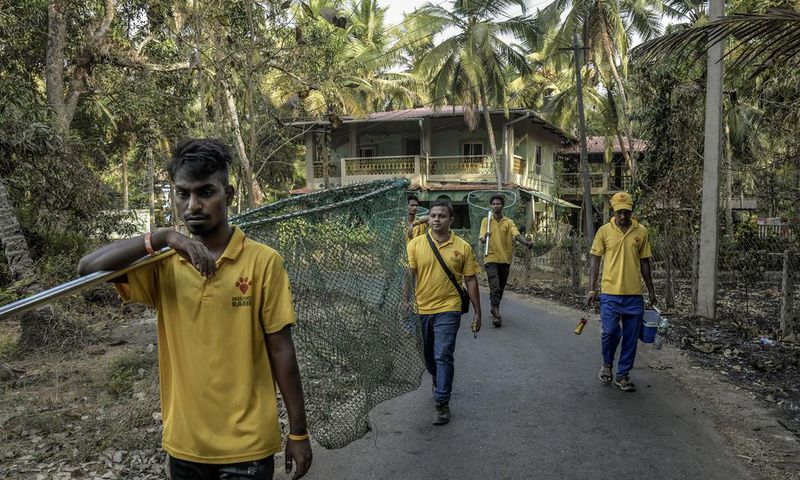 Corralling Rabies, One Street Dog at a Time