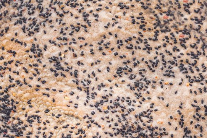 Dr. Pimple Popper Pops Juicy Blackheads