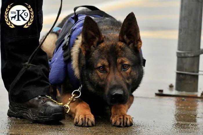 TOTAL K9