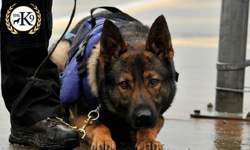 TOTAL K9