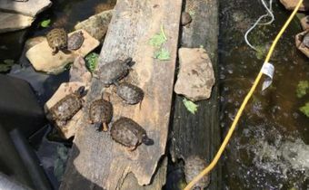 Man Charged After 3 King Cobras and Scores of Turtles Are Seized From His Home