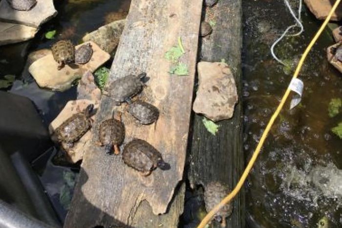 Man Charged After 3 King Cobras and Scores of Turtles Are Seized From His Home