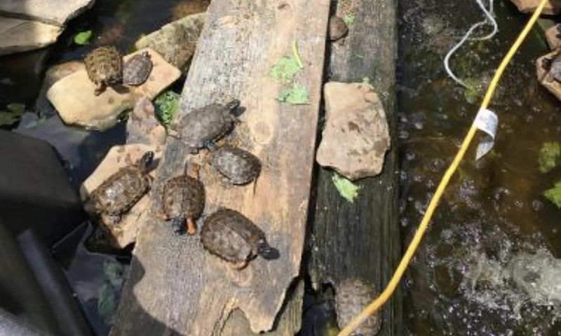 Man Charged After 3 King Cobras and Scores of Turtles Are Seized From His Home