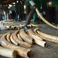 The CITES conference aims to tighten rules on trade in elephant ivory and other endangered animal and plant species