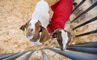 Toddler dies from E. Coli linked to contact with animals at San Diego County Fair