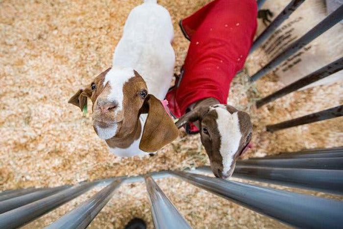 Toddler dies from E. Coli linked to contact with animals at San Diego County Fair