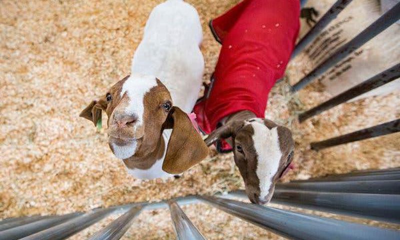 Toddler dies from E. Coli linked to contact with animals at San Diego County Fair
