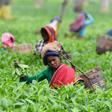 While rare teas fetch record prices, the Indian Tea Association says the industry is in crisis