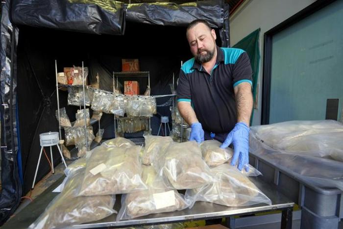 Queensland police officer arranges packets containing drugs after authorities seized 766 kilograms (1,670 pounds) of the "highest purity" MDMA recorded in Queensland state